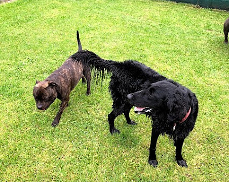 flat coated retriever fenka FERY