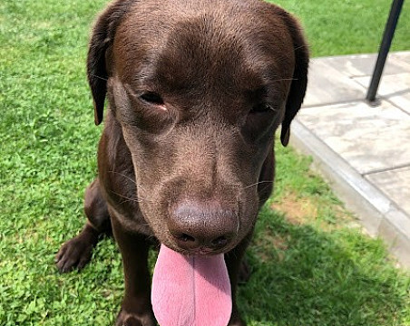 labrador OZZY