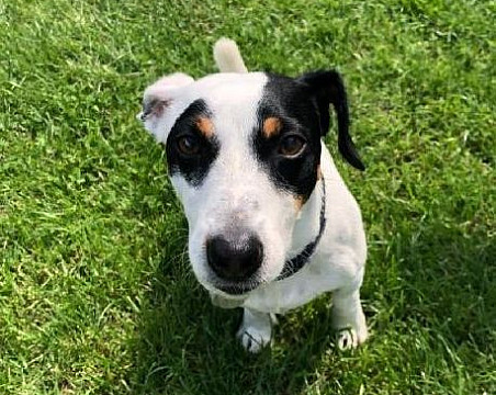 jack russell teriér CHARLIE